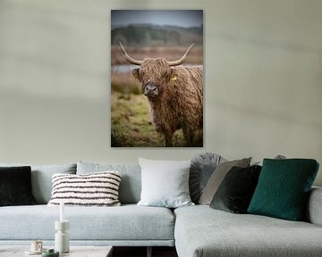 Schotse hooglanders van Mark Van Der Schaaf