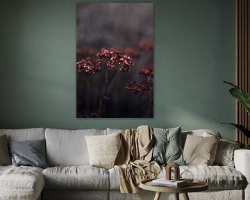Wunderschöne kupferfarbene verbrauchte Blume | Nahaufnahme Stillleben Naturfotografie