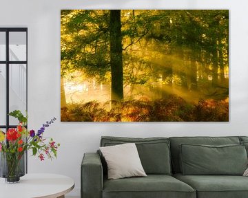 Een prachtige mystieke ochtend in het Nationaal park Veluwezoom van Bas Meelker