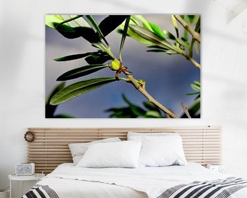 Green spider on the olive branch