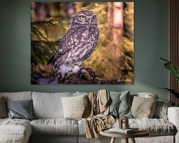 Little owl