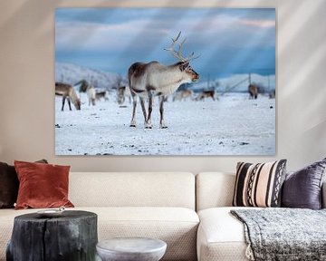 Tromsø's proud reindeer by Anouk Kooiman