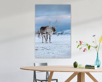 Reindeer in Norway by Anouk Kooiman