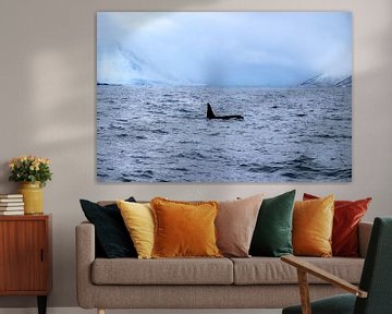 Orca in den Fjorden von Tromsø von Anouk Kooiman