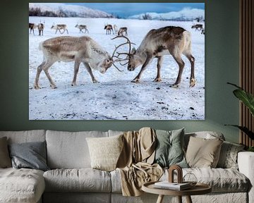 Reindeer in Tromsø, Norway by Anouk Kooiman