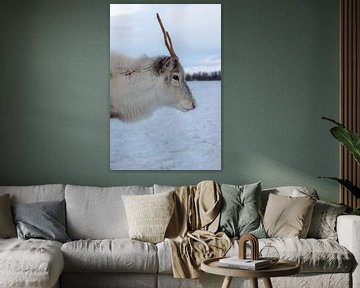 Reindeer portrait in Tromsø by Anouk Kooiman