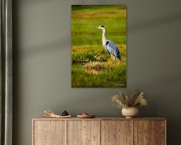 Grey heron