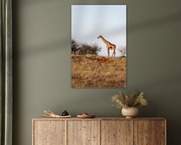 Giraffe in de Kalahari (Afrika) van Anouk Kooiman
