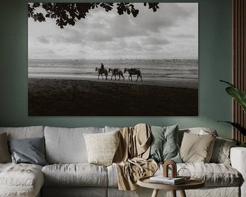 Beach Costa Rica Horses black and white shaggy