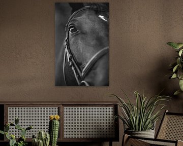 Le Cheval en close up
