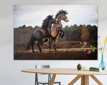 Les poneys de l'Exmoor au combat