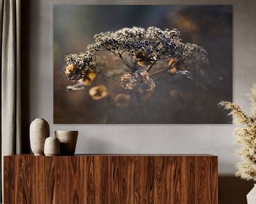 Hortensie in sanfter Wintersonne | Stillleben Naturfotografie
