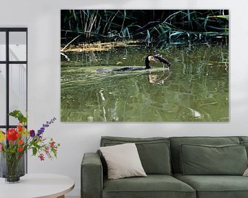 Cormorant catches a fish - hunting success on the water by Tibor Nagy