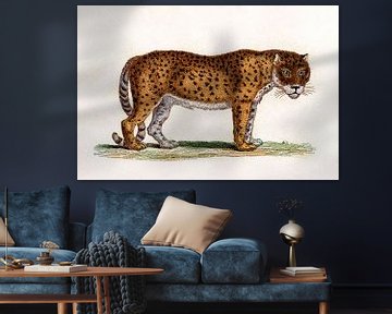 Leopard by Liesbeth Govers voor Santmedia.nl