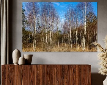 Silver birch National Park Dwingelderveld by Evert Jan Luchies