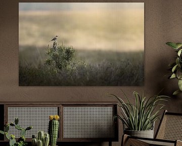 Meadow Pipit on a small pine, overlooking the vast Deelerheide in the Deelerwoud, the Netherlands