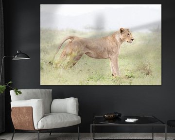 Lionne en Afrique du Sud