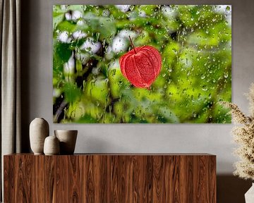 Physalis in a rain dance