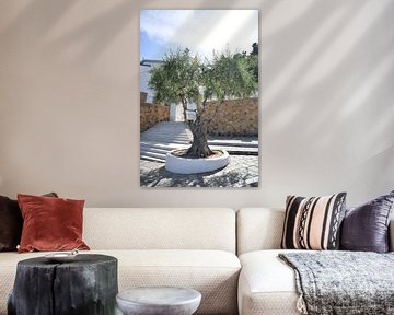 Old olive tree by Matthias Spartz