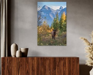 deer in rockie mountains canada by Robinotof