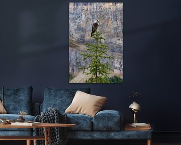 Bird Nutcracker Canada by Robinotof