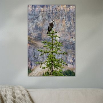 Bird Nutcracker Canada