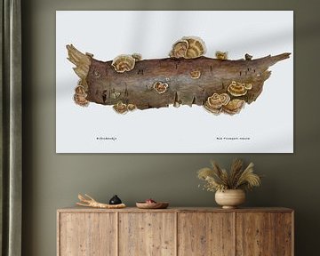 Elfenbankjes, Trametes versicolor van Ria Trompert- Nauta