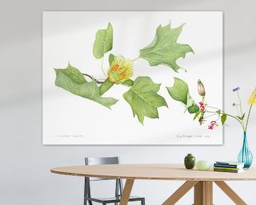 Tulpenboom, Liriodendron tulipifera van Ria Trompert- Nauta