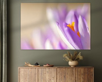 Purple splendour in bloom
