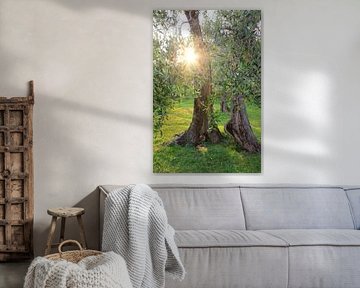 Oude knoestige olijfboom met felle zon van SusaZoom