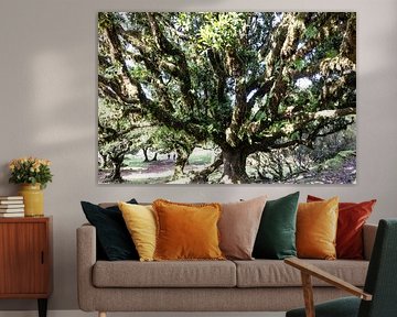 Fanal forest on Madeira