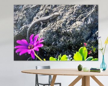 Salamandre sur un rocher avec une fleur violette à Madère sur Eric van Nieuwland