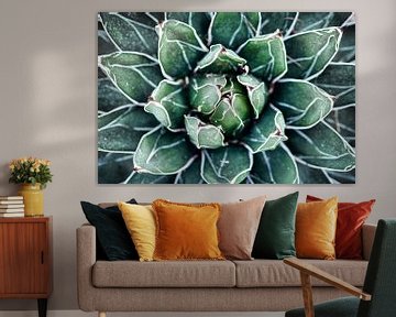 Agave van bovenaf van Studio17