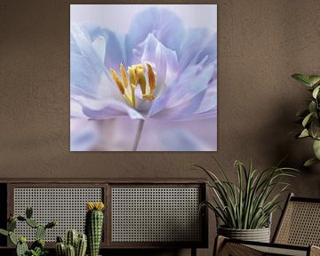 Tulipe sur Violetta Honkisz