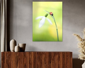Ladybird in spring by Andrea Hofstra