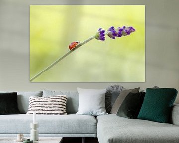 Lieveheersbeestje op lavendel van Andrea Hofstra
