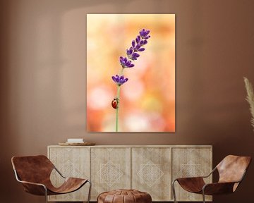 Lieveheersbeestje op lavendel van Andrea Hofstra