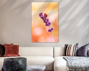 Coccinelle sur la lavande sur Andrea Hofstra