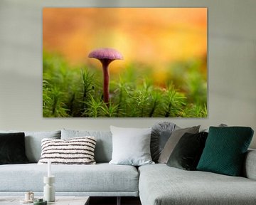Champignon sur Andrea Hofstra