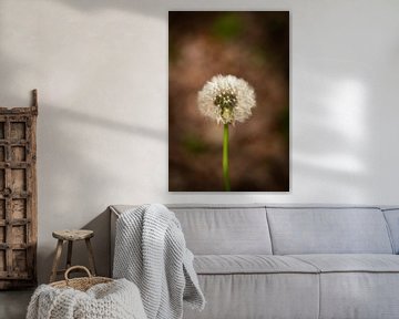 Paardenbloem