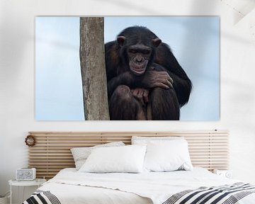 chimpansee van Gonnie van Hove