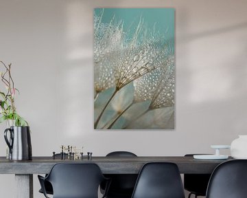 Fresh spring feeling! Tiny water droplets hang from the fluff of the Tragopogon by Marjolijn van den Berg