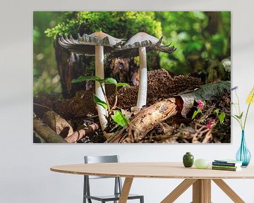Zicht op paddenstoelen in een holle boom van Andreas Völkel