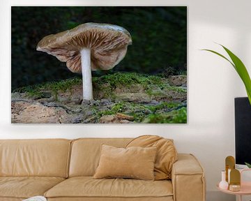 Zicht op paddenstoelen in een holle boom van Andreas Völkel