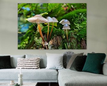 Zicht op paddenstoelen in een holle boom van Andreas Völkel