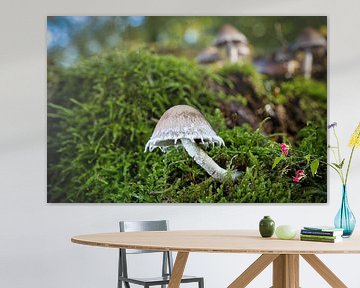 Zicht op paddenstoelen in een holle boom van Andreas Völkel