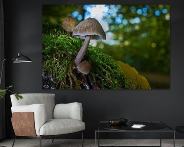 Zicht op paddenstoelen in een holle boom van Andreas Völkel