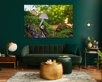 Zicht op paddenstoelen in een holle boom van Andreas Völkel