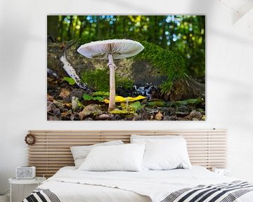 Zicht op paddenstoelen in een holle boom van Andreas Völkel