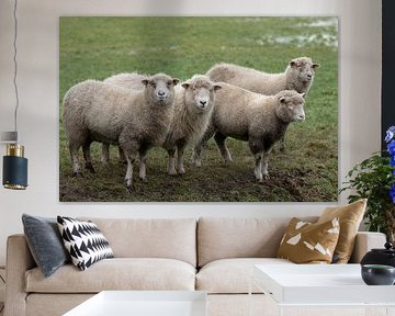 Nieuwsgierige schapen in drenthe